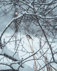 Chickadee