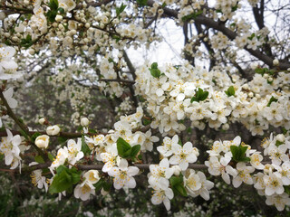 Apricot tree branches with white blossoms, springtime