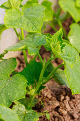 Green cucumber plant growing in a greenhouse on a sunny day
