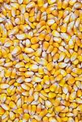 yellow corn kernels with visible details. Background or texture