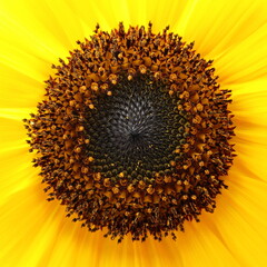 El centro del girasol