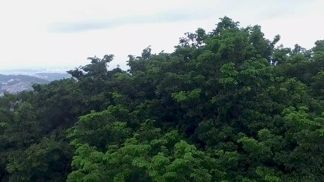 drone sobe entre &aacute;rvores e visualiza cidade