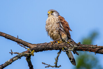 Turmfalke (Falco tinnunculus) Männchen