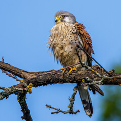 Turmfalke (Falco tinnunculus) Männchen