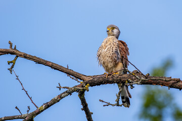 Turmfalke (Falco tinnunculus) Männchen