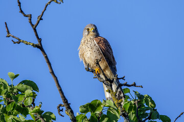 Turmfalke (Falco tinnunculus) Männchen