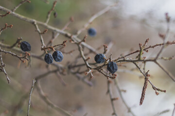 Fototapeta premium frozen fruits of blackthorn on a bush in winter, close up view