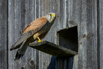 Turmfalke (Falco tinnunculus) Männchen