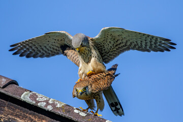 Turmfalken (Falco tinnunculus) Paarung
