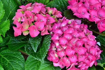 Pink blühende Hortensien (Nahaufnahme)
