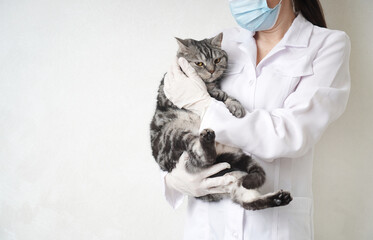 Vet holds a sad cat in veterinary. Veterinarian clinic background with copy space.