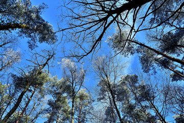 Raureif in den Baumkronen vor blauem Himmel