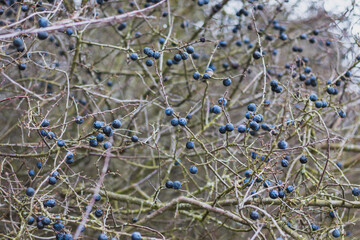 frozen fruits of blackthorn on a bush in winter, close up view
