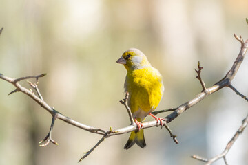 Green and yellow songbird, The European greenfinch sitting on a branch in spring.