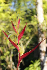 green and red asian heliconia flower in jungle
