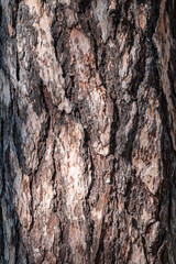 Obraz premium Bark of pine tree. The texture of spruce bark.