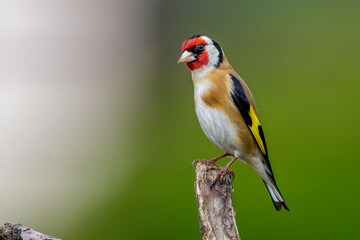 Stieglitz (Carduelis carduelis)