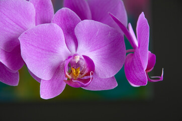 Fototapeta na wymiar Beautiful Close View of Pink Orchid Flowers with Dark Bakground