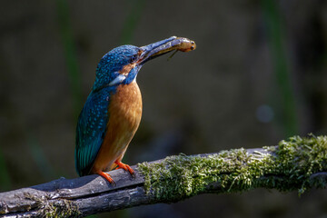 Eisvogel (Alcedo atthis) Männchen mit Fisch