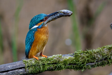 Eisvogel (Alcedo atthis) mit Fisch