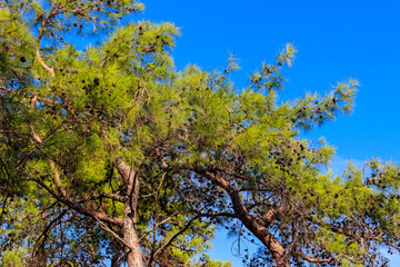 Turkish pine tree (Pinus brutia) against blue sky
