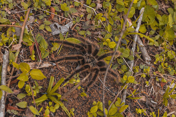 Spider Grammostola
