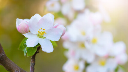 Blooming apple tree branch, apple blossoms close up