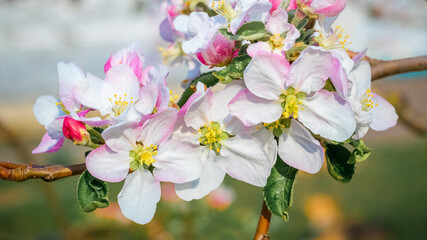 Apple tree flowers close up on blurred background in sunny weather