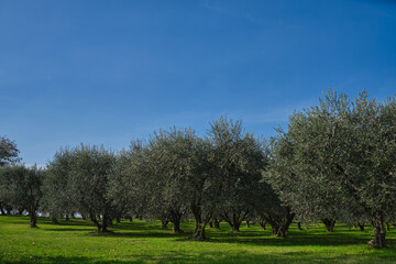 Fototapeta na wymiar Olive tree plantation. Traditional plantation of olive trees in Italy. Trees in a row. Ripe olive plantations. Plantation of vegetable trees. Blue sky.