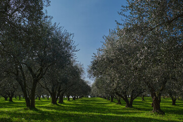 Traditional plantation of olive trees in Italy. Trees in a row. Ripe olive plantations. Plantation...