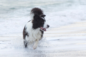 A dog running on the waves through the white foam. Walk with a dog by the sea.