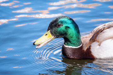 Duck swims in the pond.