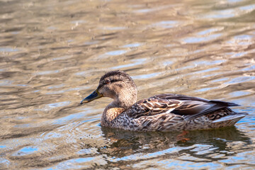 Duck swims in the pond.