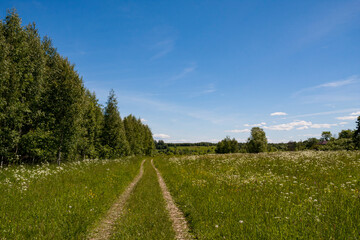 Fototapeta na wymiar road through a green summer field next to a forest