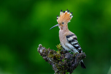 Wiedehopf (Upupa epops) © Rolf Müller