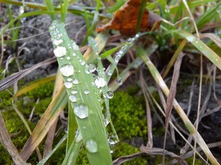 drops of dew on a grass