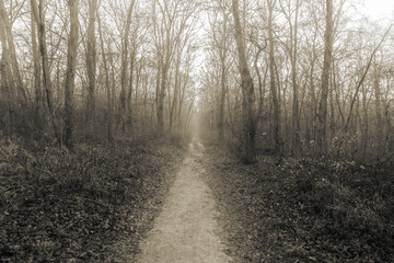 Misty road in the woods