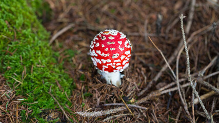 Close up of an Amanita muscaria. Commonly known as the fly agaric or fly amanita.