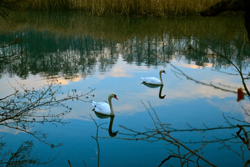 Two swans swimming close to each other against the background of the reflected sky.