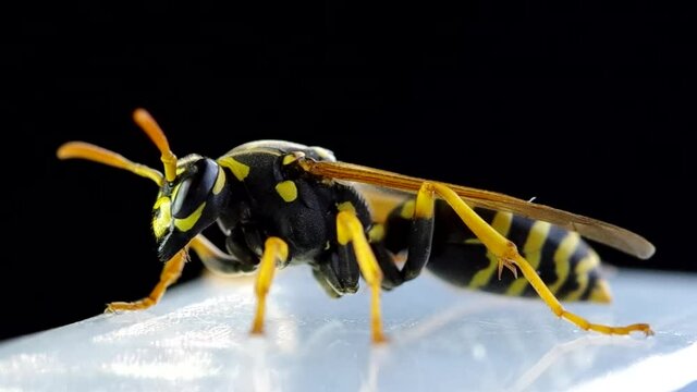 Wasp on a black background wakes up and cleans
