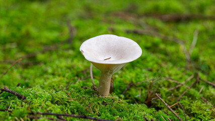 Close up of Infundibulicybe geotropa. Commonly known as trooping funnel.