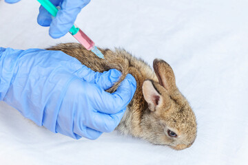 Veterinarian woman with syringe holding and injecting rabbit on ranch background close up. Bunny in...