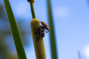beetle on a leaf