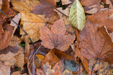 Brown leaves on the ground, a maple leave in the center. Top down view.