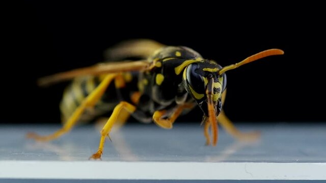 Wasp on a black background wakes up and cleans
