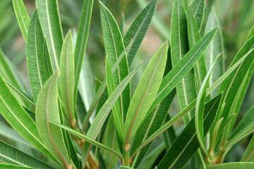 Young green leaves of Nerium oleander close up. An evergreen poisonous shrub. Texture.
