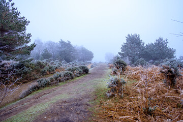 Hoar frost on Hindhead Common
