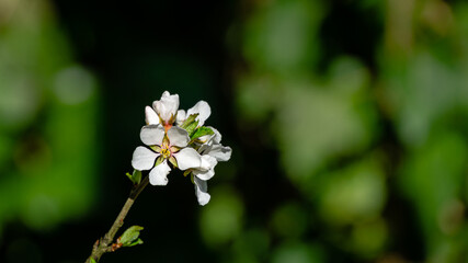 Close-up of white cherry flowers Nanking cherry or Prunus Tomentosa against dark green spring garden background.