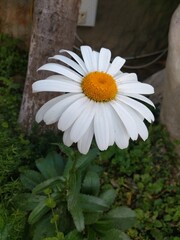 white daisy flower
