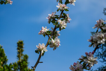 Graceful twig of apple tree with delicate pink blossoms against clean blue sky  in spring garden. Selective focus. There is a place for your text